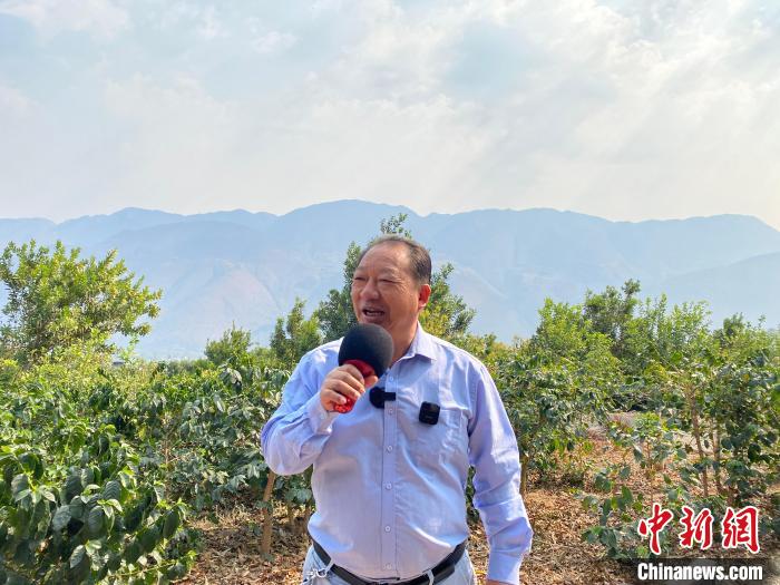 图为新寨村党总支书记王加维介绍咖啡产业发展情况。　陈静 摄