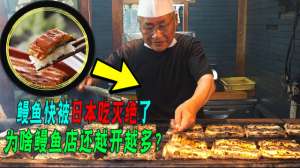 日本鳗-一克鳗鱼苗600元，它凭啥这样贵为啥鳗鱼店却越开越多