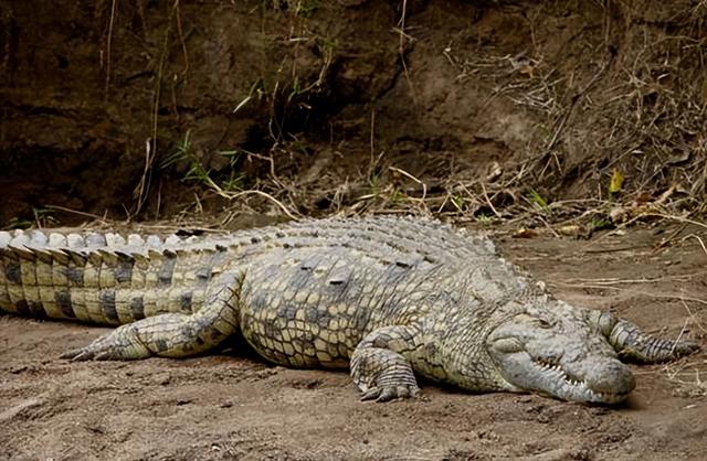 苏州河道发现湾鳄，本不应该在这里，成年湾鳄能长到7米