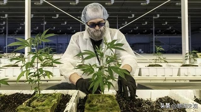 2018年，加拿大政府将大麻合法化，六年过去，如今加拿大怎样了