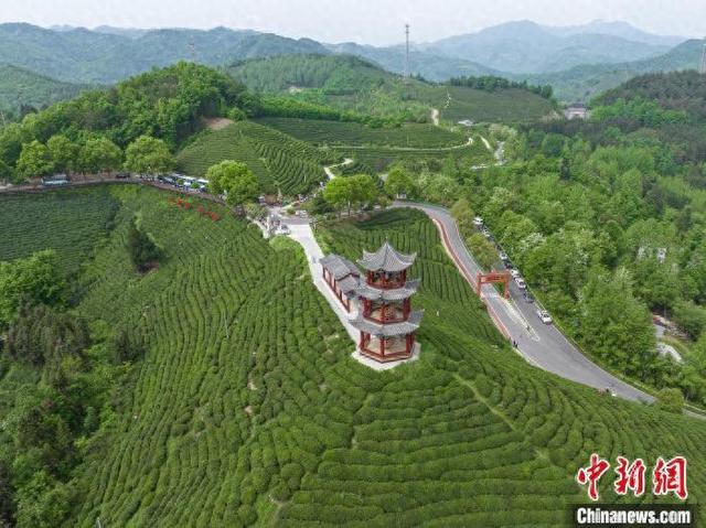 湖北襄阳：一杯高香茶撑起绿色富民大产业
