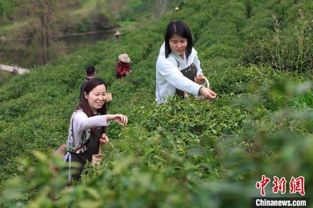湖北襄阳：一杯高香茶撑起绿色富民大产业