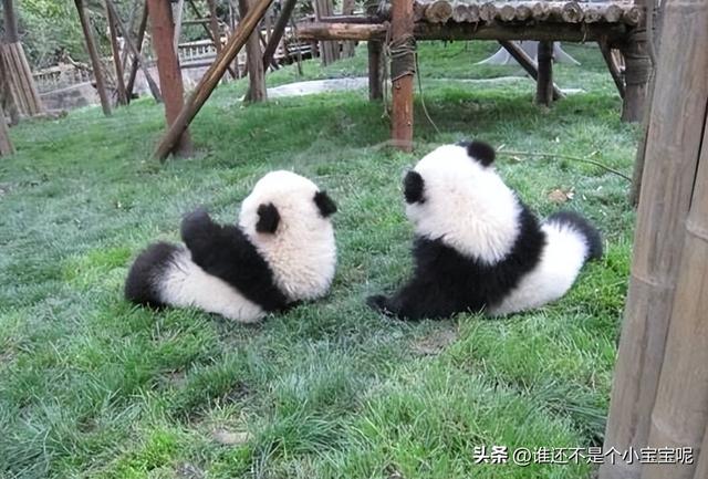 每天认识一只大熊猫——大双，初代的思宝，养育了20多个熊孩子