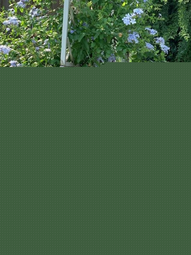 美女壮壮在叔叔的院子里拍摄写真，真好看