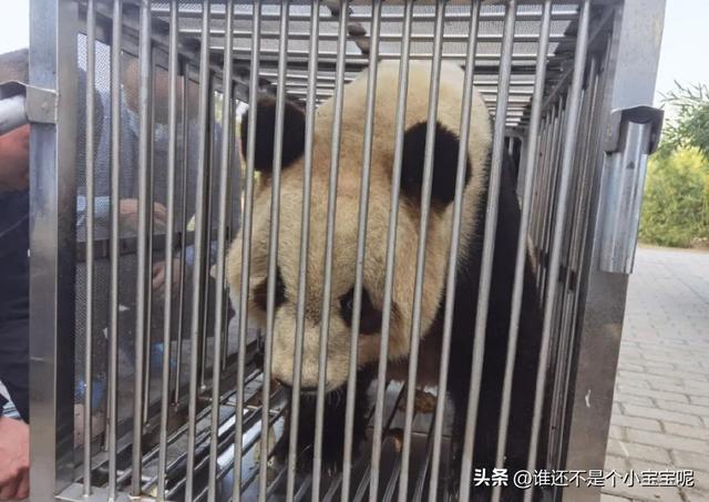 每天认识一只大熊猫——大双，初代的思宝，养育了20多个熊孩子