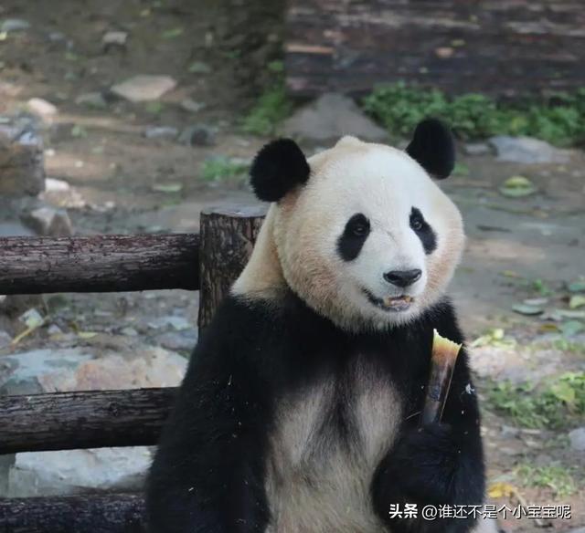 每天认识一只大熊猫——大双，初代的思宝，养育了20多个熊孩子