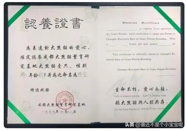 每天认识一只大熊猫——大双，初代的思宝，养育了20多个熊孩子