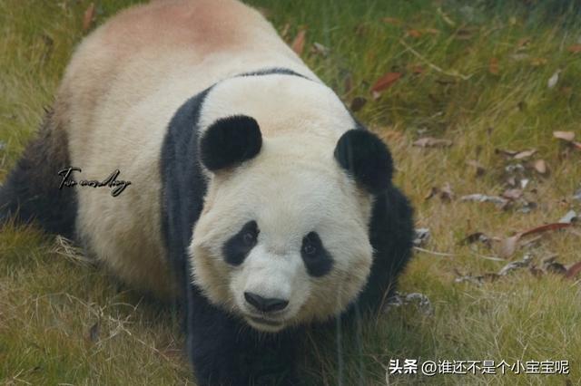 每天认识一只大熊猫——大双，初代的思宝，养育了20多个熊孩子