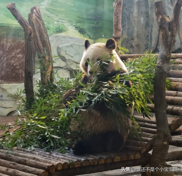 每天认识一只大熊猫——大双，初代的思宝，养育了20多个熊孩子