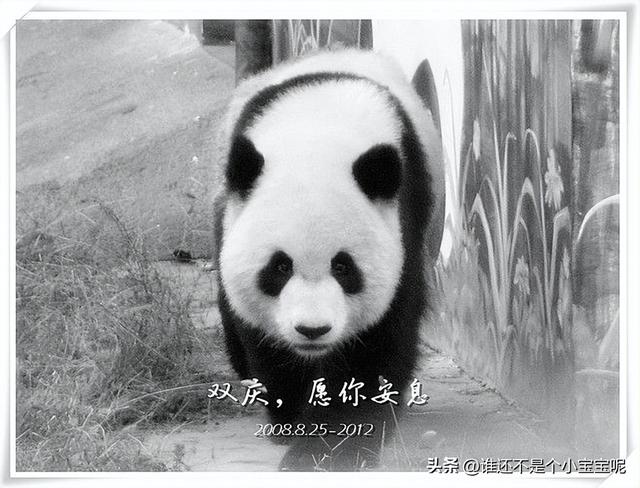 每天认识一只大熊猫——大双，初代的思宝，养育了20多个熊孩子