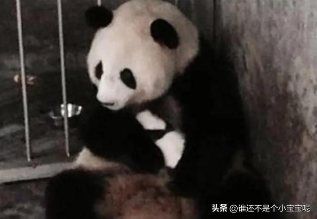 每天认识一只大熊猫——大双，初代的思宝，养育了20多个熊孩子