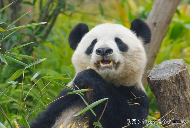 每天认识一只大熊猫——大双，初代的思宝，养育了20多个熊孩子