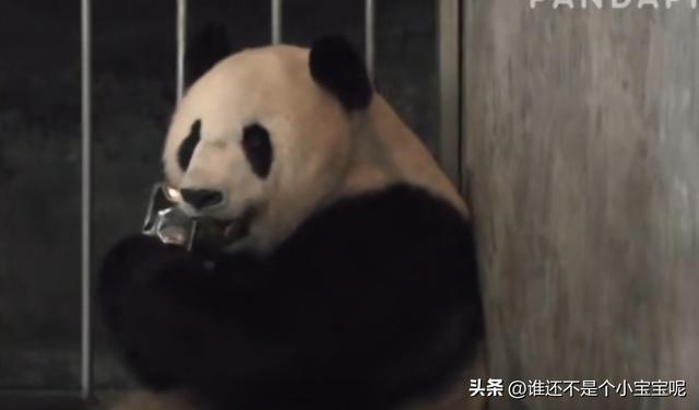 每天认识一只大熊猫——大双，初代的思宝，养育了20多个熊孩子