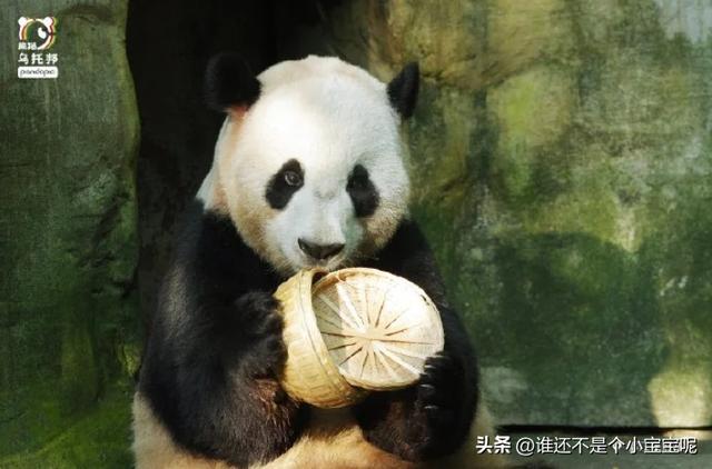 每天认识一只大熊猫——大双，初代的思宝，养育了20多个熊孩子