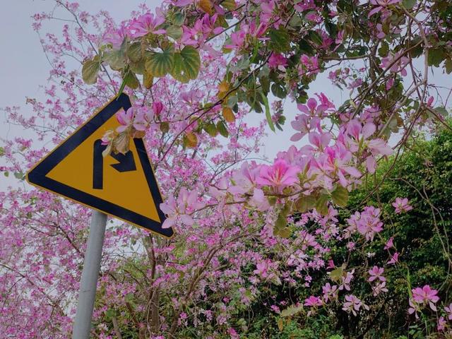 快看！番禺最美“校花”评选，你会pick哪一个？