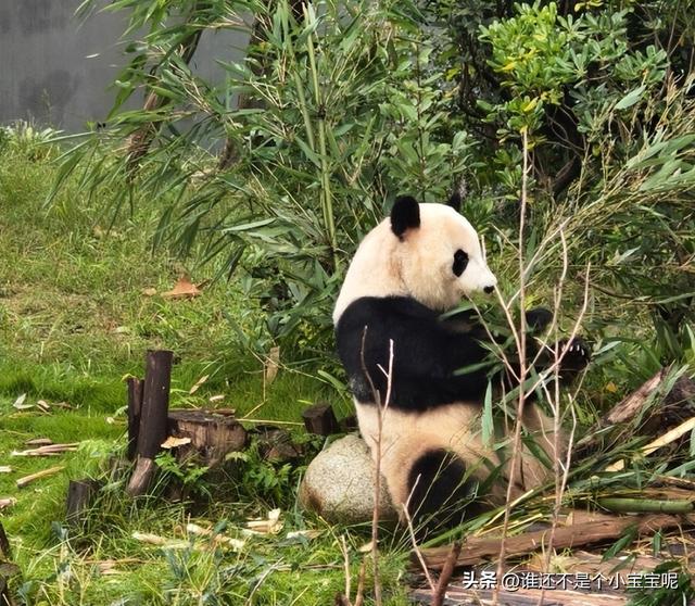 每天认识一只大熊猫——大双，初代的思宝，养育了20多个熊孩子
