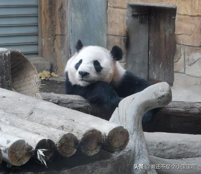 每天认识一只大熊猫——大双，初代的思宝，养育了20多个熊孩子