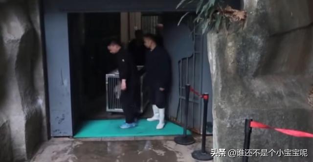 每天认识一只大熊猫——大双，初代的思宝，养育了20多个熊孩子