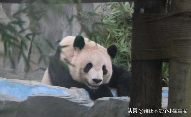 每天认识一只大熊猫——大双，初代的思宝，养育了20多个熊孩子