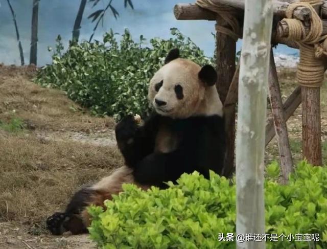 每天认识一只大熊猫——大双，初代的思宝，养育了20多个熊孩子