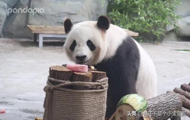 每天认识一只大熊猫——大双，初代的思宝，养育了20多个熊孩子