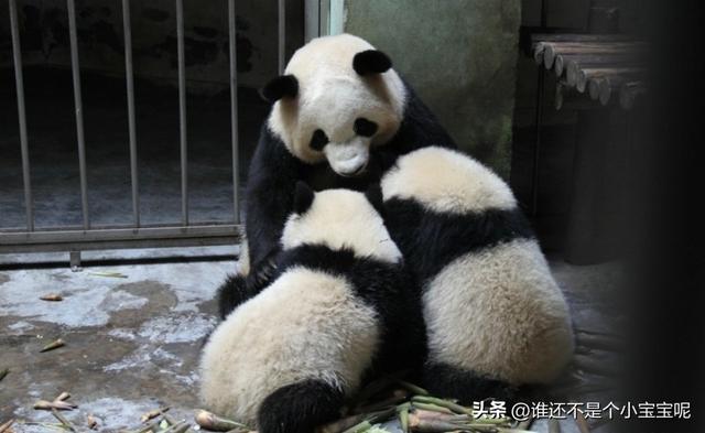 每天认识一只大熊猫——大双，初代的思宝，养育了20多个熊孩子