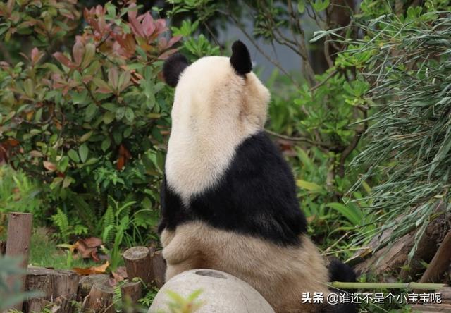 每天认识一只大熊猫——大双，初代的思宝，养育了20多个熊孩子