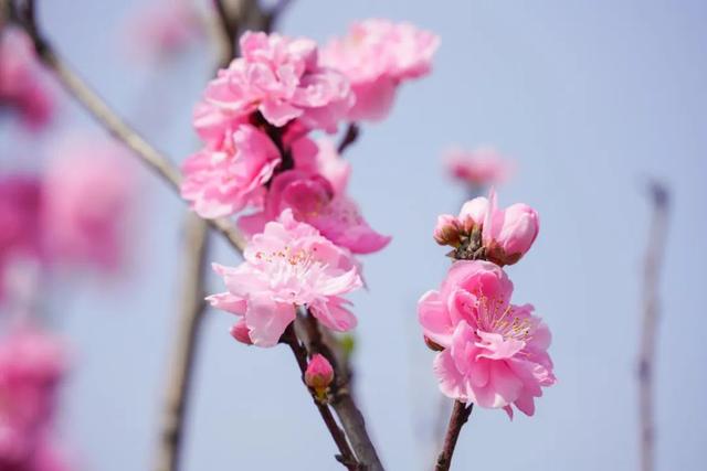 玫红色、针形花瓣的桃花你绝对没见过！就在江海村良渚桃花岛→