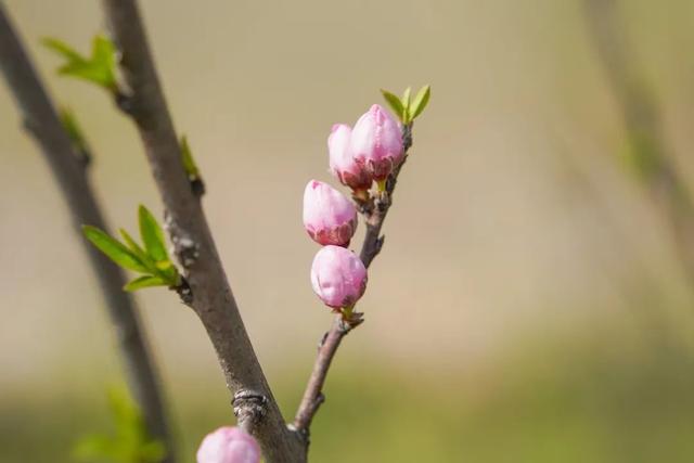 玫红色、针形花瓣的桃花你绝对没见过！就在江海村良渚桃花岛→