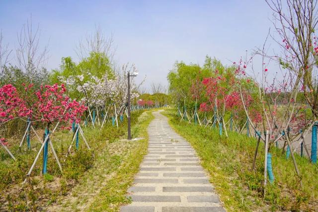 玫红色、针形花瓣的桃花你绝对没见过！就在江海村良渚桃花岛→