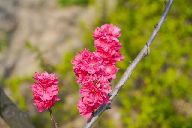 玫红色、针形花瓣的桃花你绝对没见过！就在江海村良渚桃花岛→