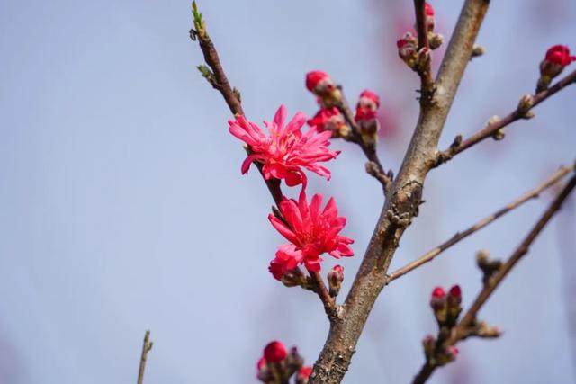 玫红色、针形花瓣的桃花你绝对没见过！就在江海村良渚桃花岛→