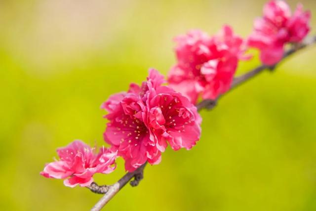 玫红色、针形花瓣的桃花你绝对没见过！就在江海村良渚桃花岛→