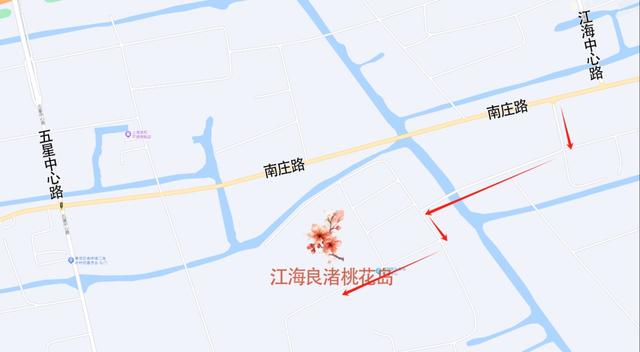 玫红色、针形花瓣的桃花你绝对没见过！就在江海村良渚桃花岛→