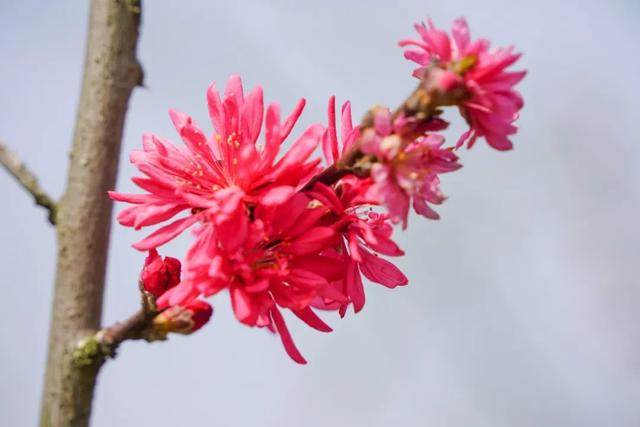 玫红色、针形花瓣的桃花你绝对没见过！就在江海村良渚桃花岛→