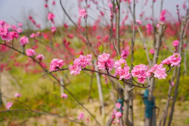 玫红色、针形花瓣的桃花你绝对没见过！就在江海村良渚桃花岛→