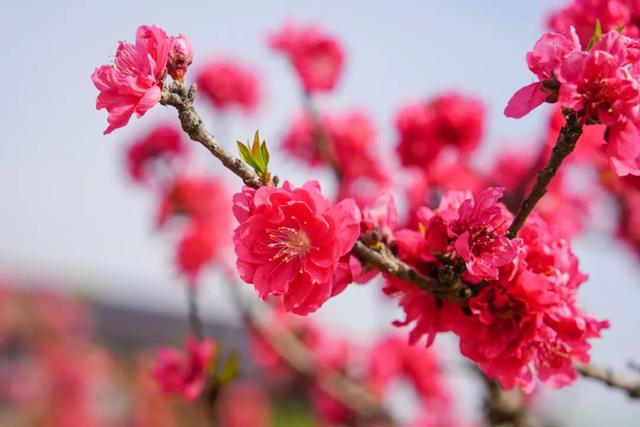 玫红色、针形花瓣的桃花你绝对没见过！就在江海村良渚桃花岛→