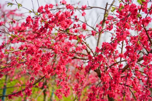 玫红色、针形花瓣的桃花你绝对没见过！就在江海村良渚桃花岛→