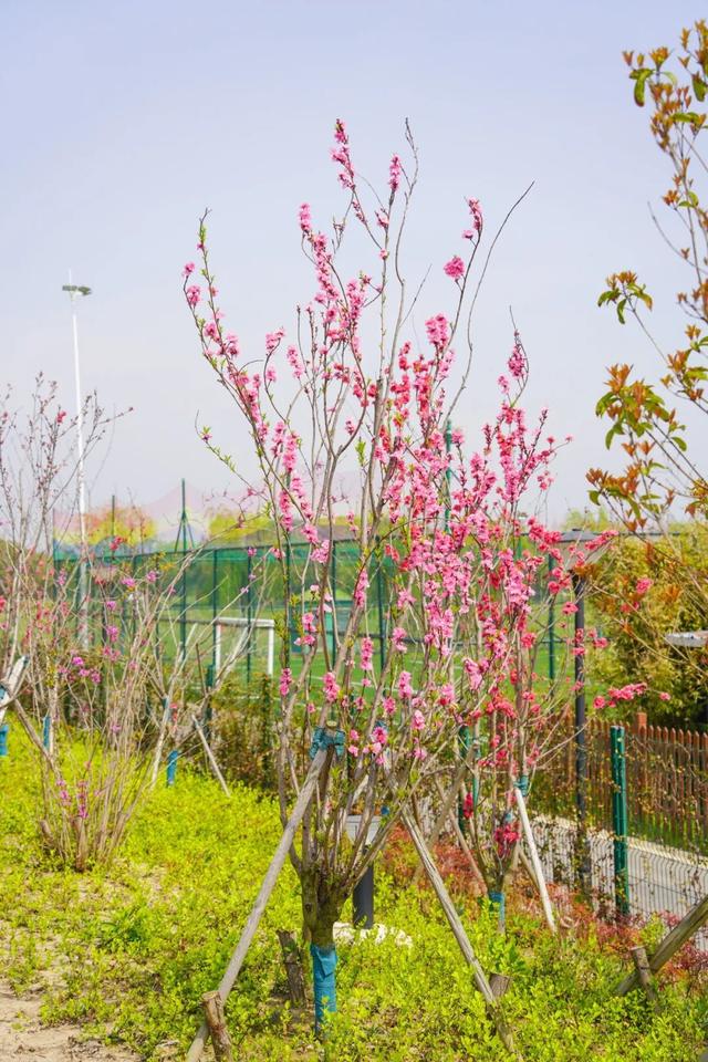 玫红色、针形花瓣的桃花你绝对没见过！就在江海村良渚桃花岛→