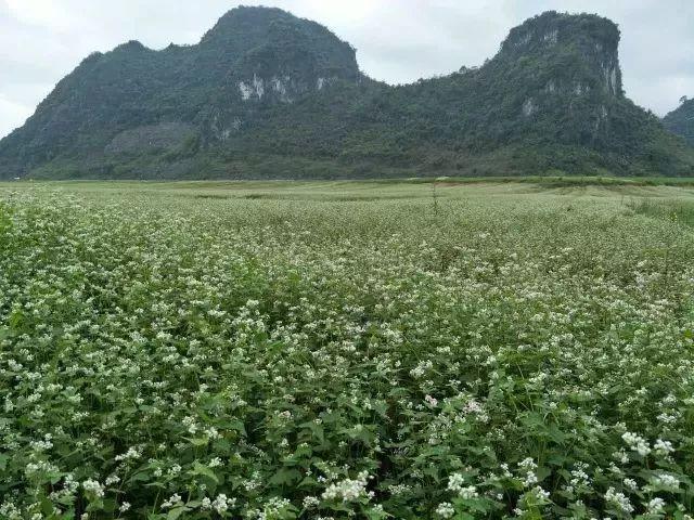 又见更望湖荞麦花开！一年一度，赏花踏青之旅，更望湖，布泉河纯玩一日游仅售68元！