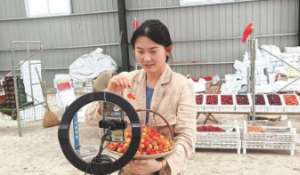 莱阳汽车销售(莱阳市｜又见樱桃红满山，电商助力大野头樱桃销售)