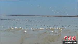 鄱阳湖冬候鸟准备启程北迁