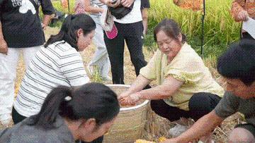 又是一年丰收时|丰收时节享美景,农文商旅融合铺就乡村振兴画卷