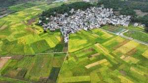 又是一年丰收时｜丰收时节享美景，农文商旅融合铺就乡村振兴画卷