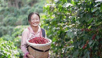 又是一年丰收时|丰收时节享美景,农文商旅融合铺就乡村振兴画卷